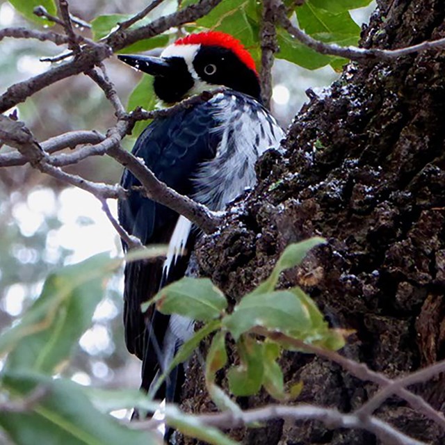 black bird with white and red patches on head and face perched on tree trunk