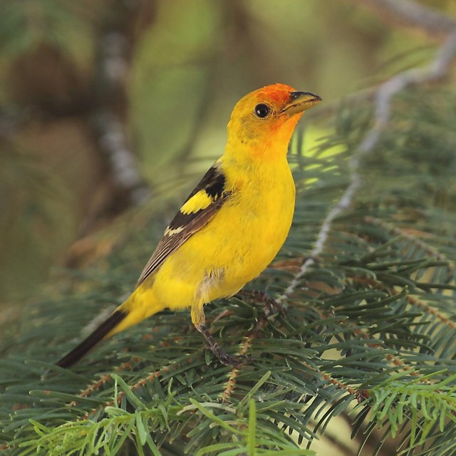 yellow bird with black wings and red head perched on evergreen branch