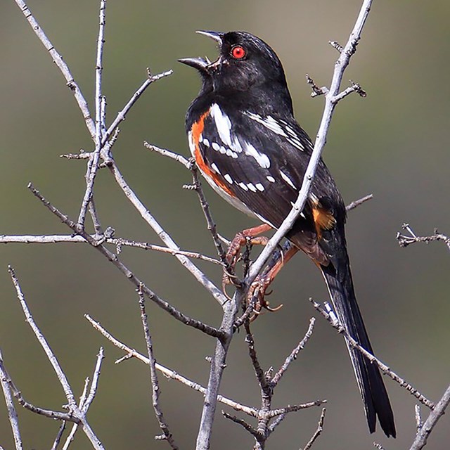 black bird with white wing patches and rusty sides singing from a branch