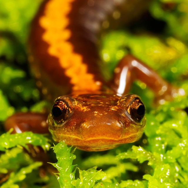 Closeup of salamander on green moss