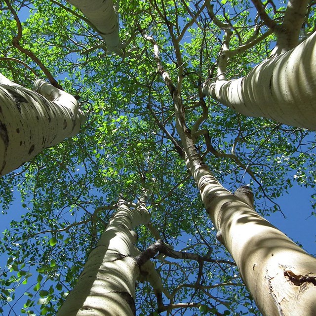 Looking up tall light trunks of aspen to bright green leaves and blue sky.