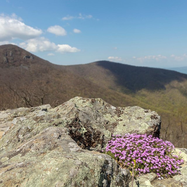 Clump of purple Phlox flowers on a rock outcrop overlooking forested mountains below.
