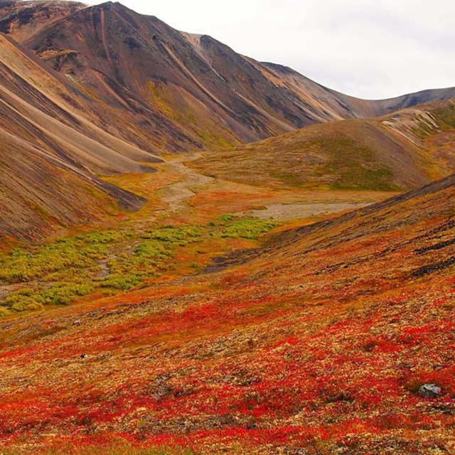 Expanse of red fall color from tundra shrubs extending to mountain slopes in background.
