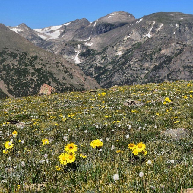 Expanse of low yellow composite flowers in a green tundra with high mountains in background.