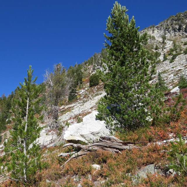 Steep mountain slope with talus, fall foliage, and scattered pine trees