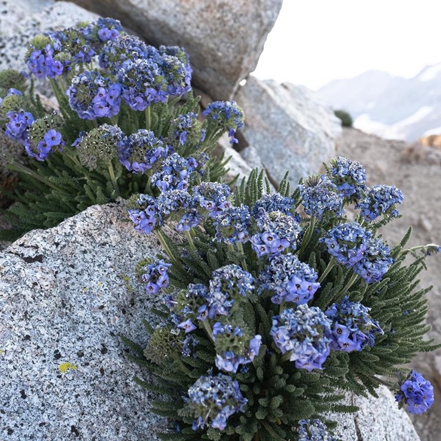Showy purple sky pilot flowers growing amidst granite on a high mountain pass.