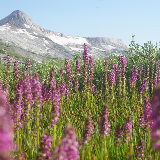 Purple flowers in a meadow with views of a high peak in background.