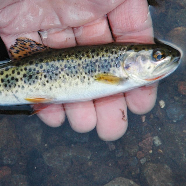 Small trout with orange band under throat being held in the water