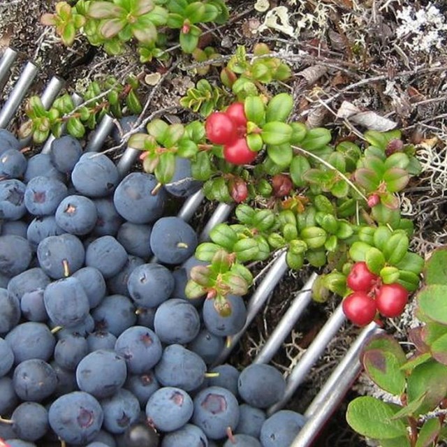 Blue berries fill a catcher sitting on a ground growing red berries.