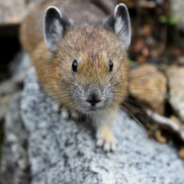 brown pika with large round ears among rocks