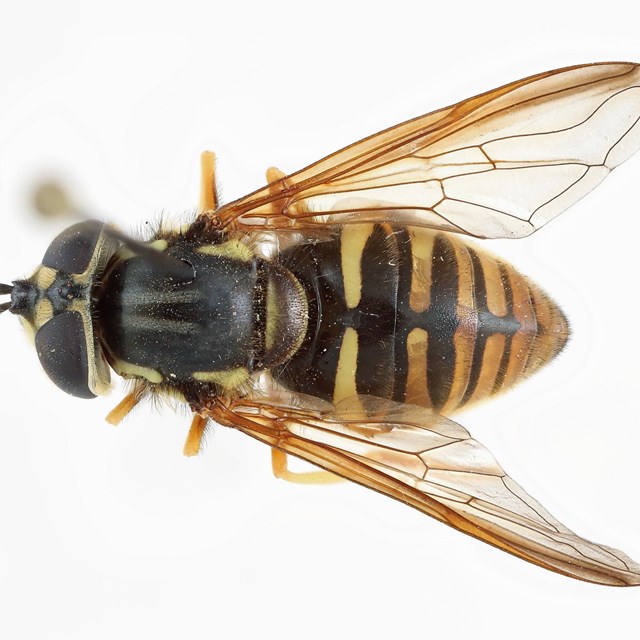 A fly with yellow and black striped abdomen seen from top view on white background