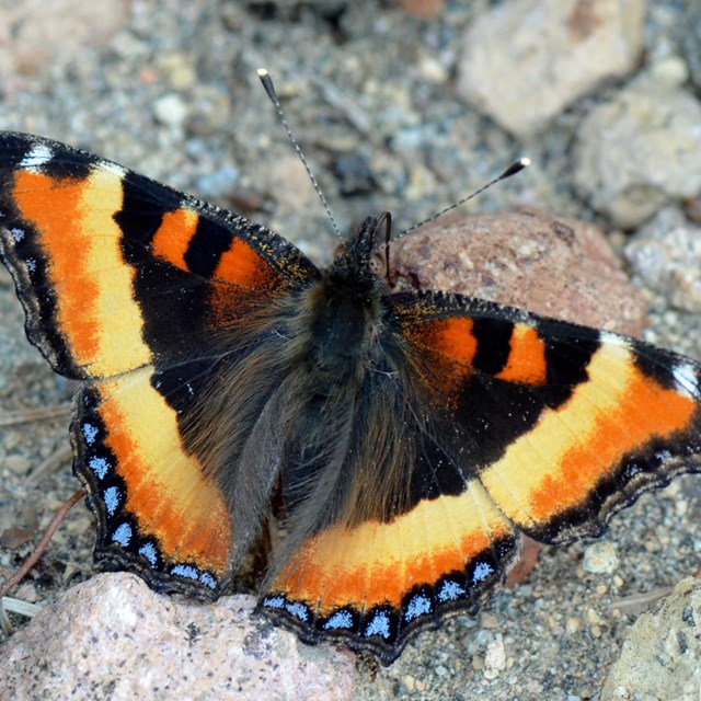 Butterfly with dark body spreads black wings edges with yellow and orange against rocks