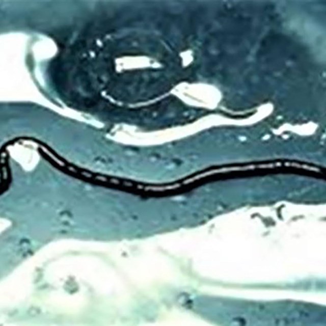 Thin black worm in a small puddle of water in ice