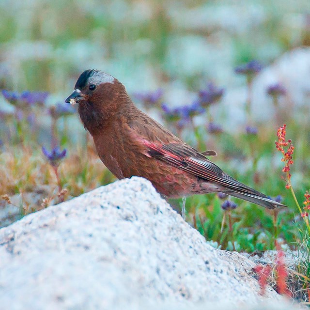 brown bird with gray and black head perched on a rock among wildflowers