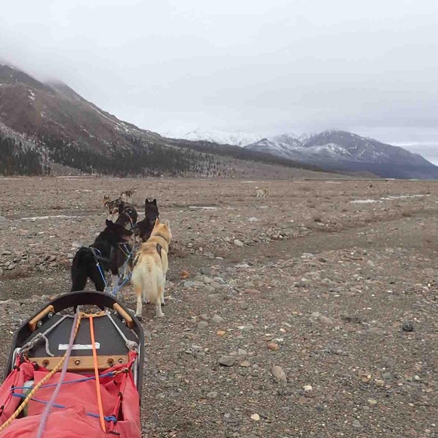 A team of sled dogs ran out of snow.
