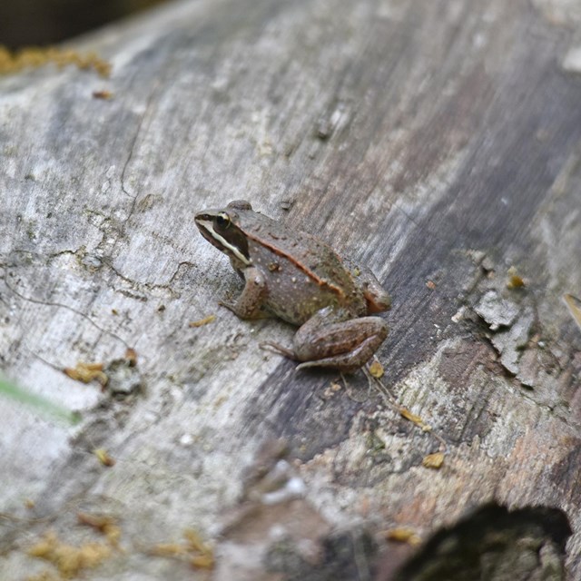 A small brown frog sitting on a log.
