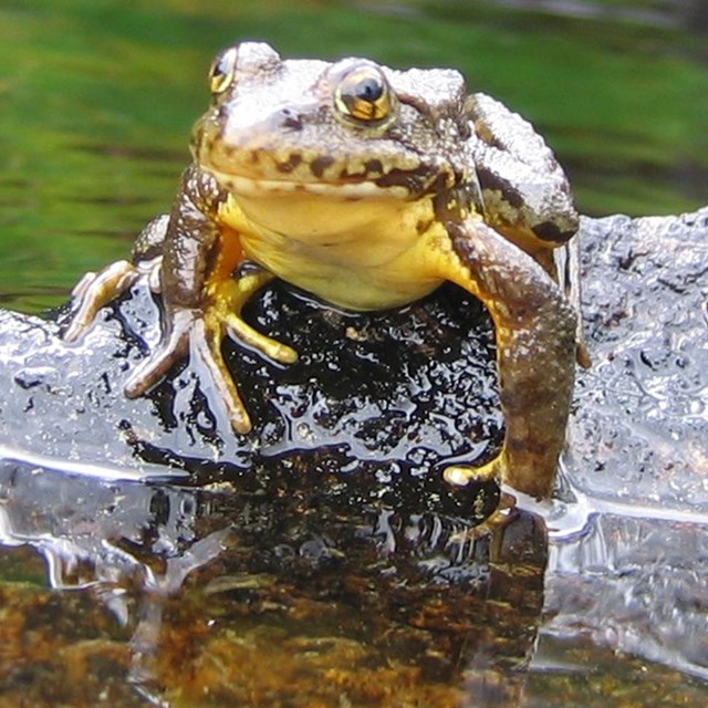 mottled frog with yellow belly sitting on rock at water's edge