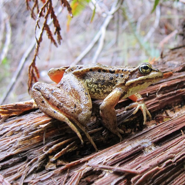 Yellowish brown frog on a piece of wood.