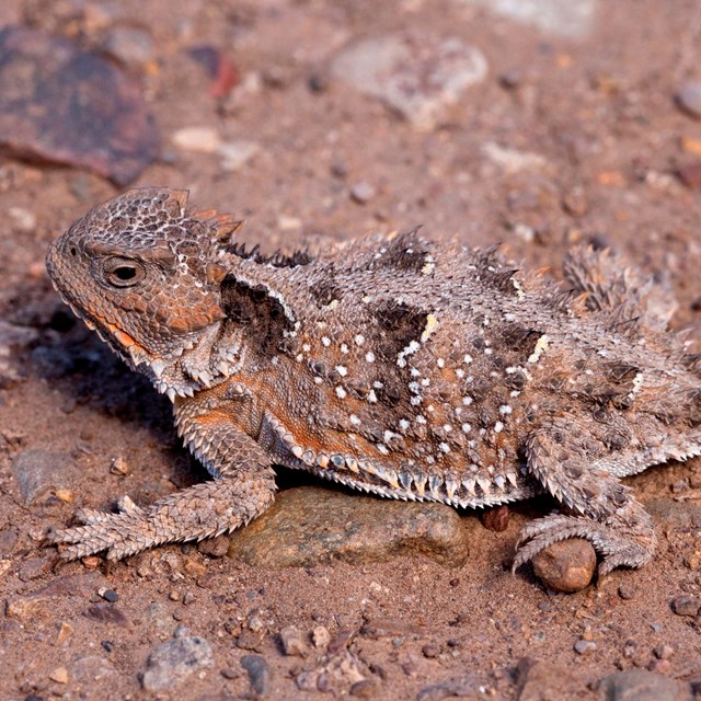 A horned lizard perched on a rock.