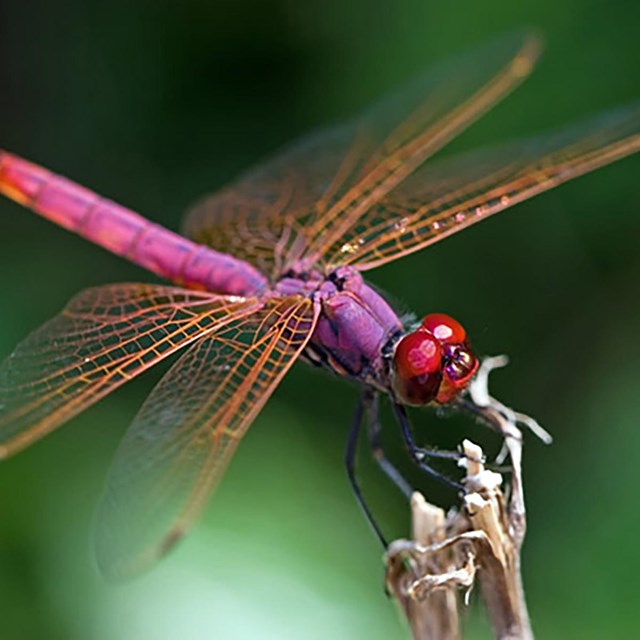 A bright purple adult dragonfly with red eyes and translucent orange wings perches on a stick.