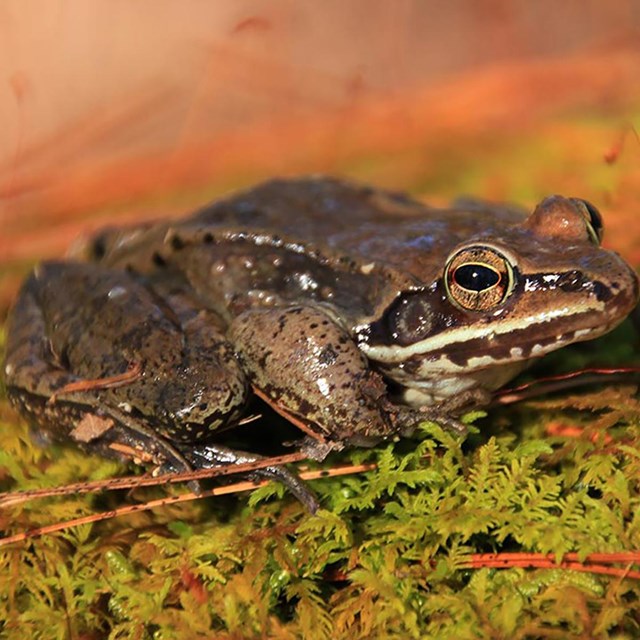 A mottled brown frog resting on mossy green vegetation