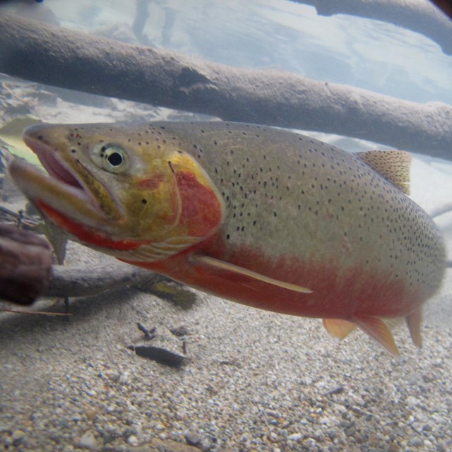 Underwater view of trout with red red belly