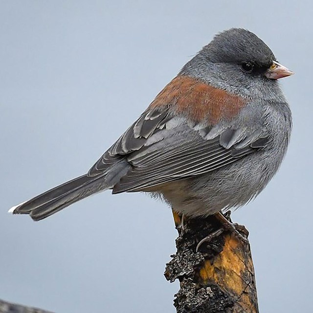 gray bird with rusty back perched on dead branch