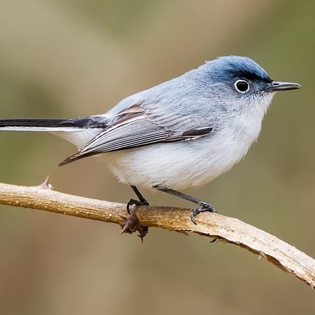 small blue-gray bird with white belly perched on a branch