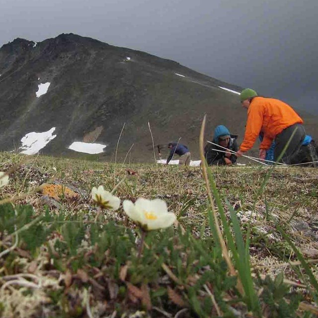 Researchers measuring vegetation in a plot.