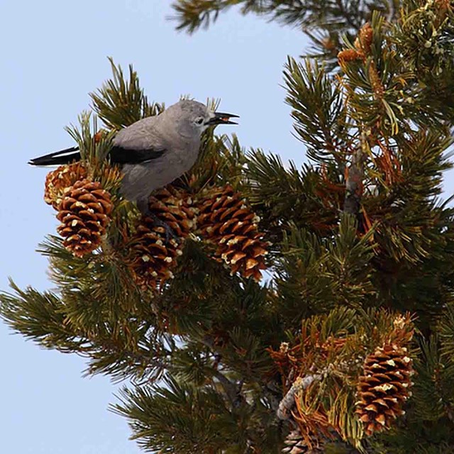 A nuthatch sits in a pine tree collecting nuts.