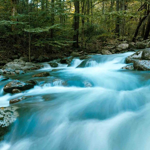 A mountain stream in a thick forest.