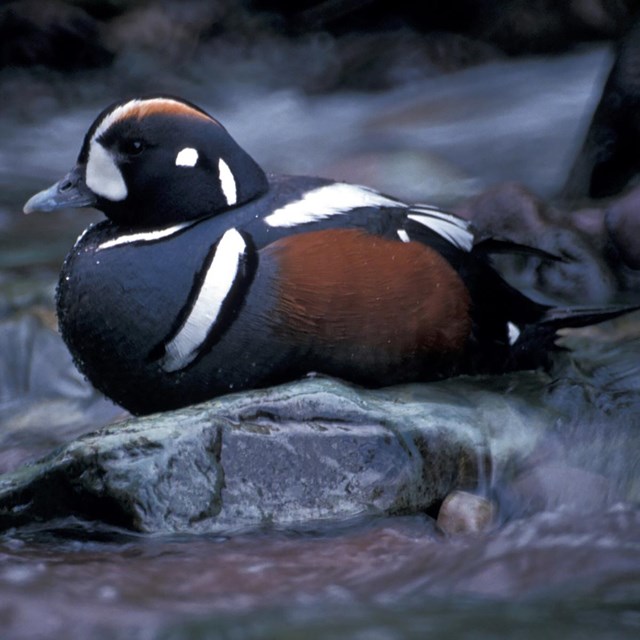 colorful duck resting on a rock in a stream