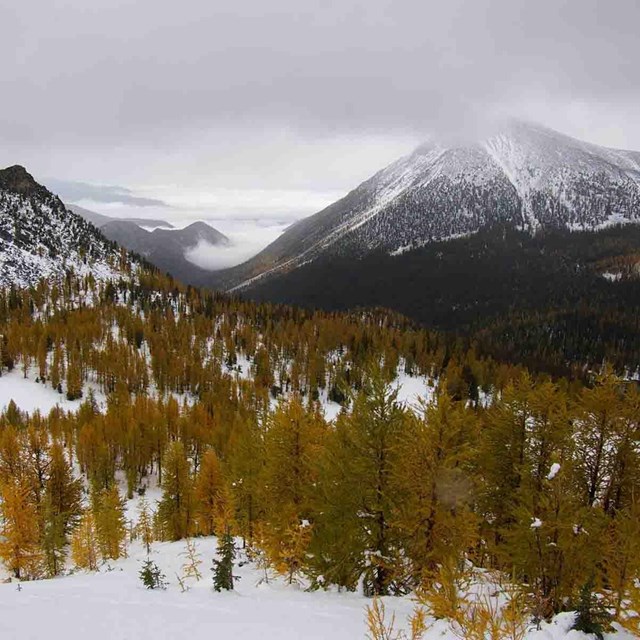 Snowy mountains and forest.