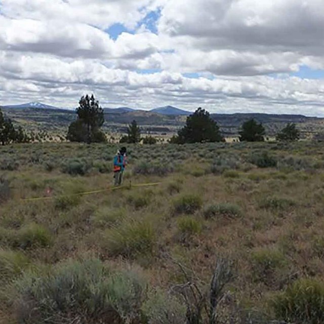 A scientists measures vegetation in a sagebrush shrubland.