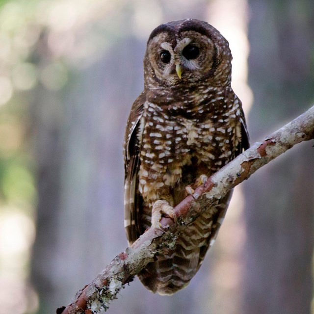 spotted owl perched on a branch under forest canopy