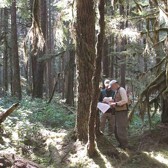 Researchers measure a tree in a forest.