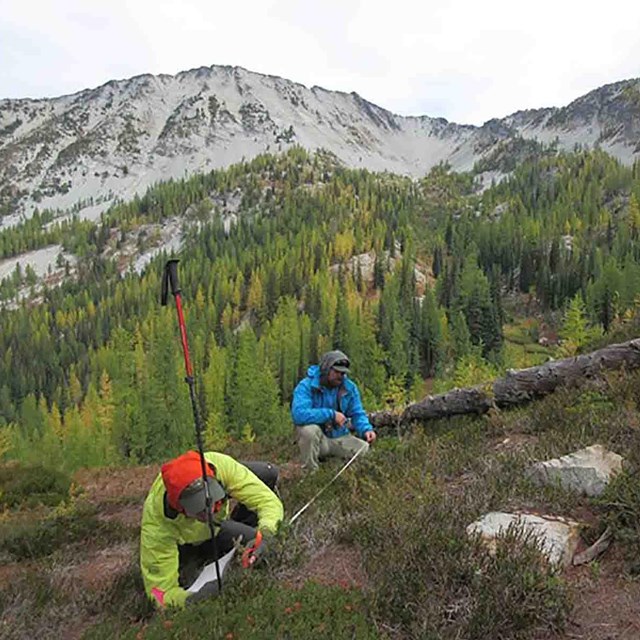 Researchers measure vegetation on a hillside plot.