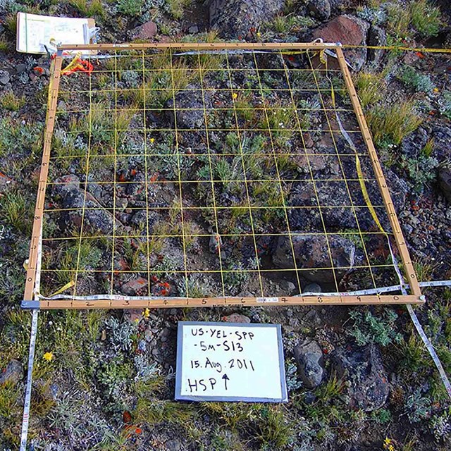 A mesh plot laid on the alpine tundra.