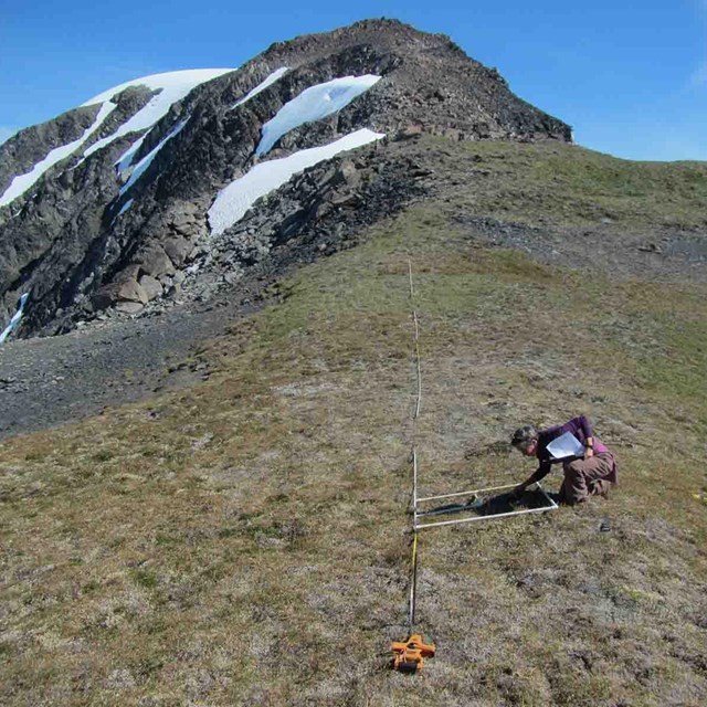 A researcher measuring vegetation on a nunatak.