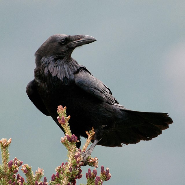 black bird with heavy bill perched on very top of evergreen tree