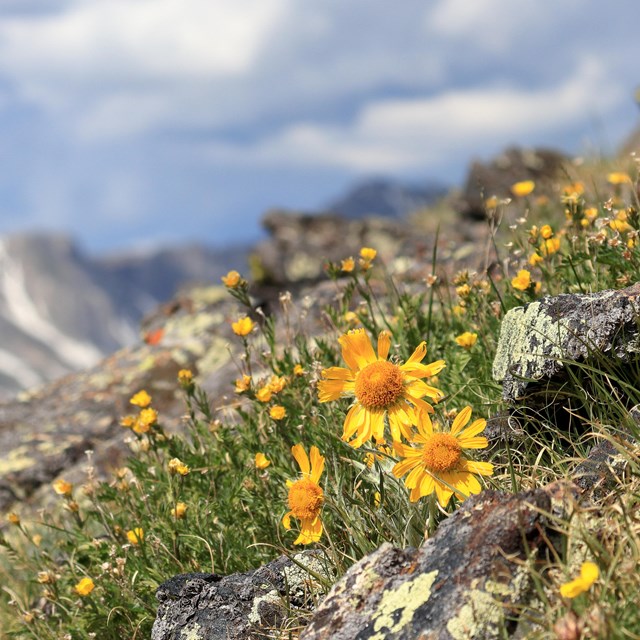 Short yellow sunflowers grow in the rocky alpine with mountains in the distance.