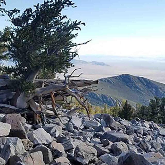 Bristlecone pine tree emerges from a rocky slope.