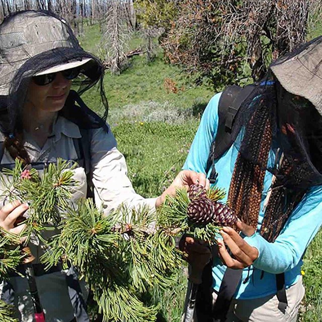Two researchers, wearing bug net hats, examine whitebark pine cones.