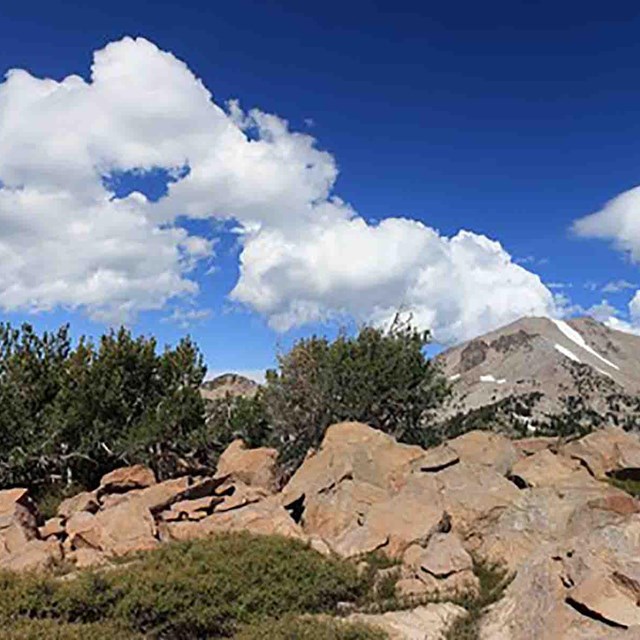 Whitebark pine trees jutting out of rocky outcrops.