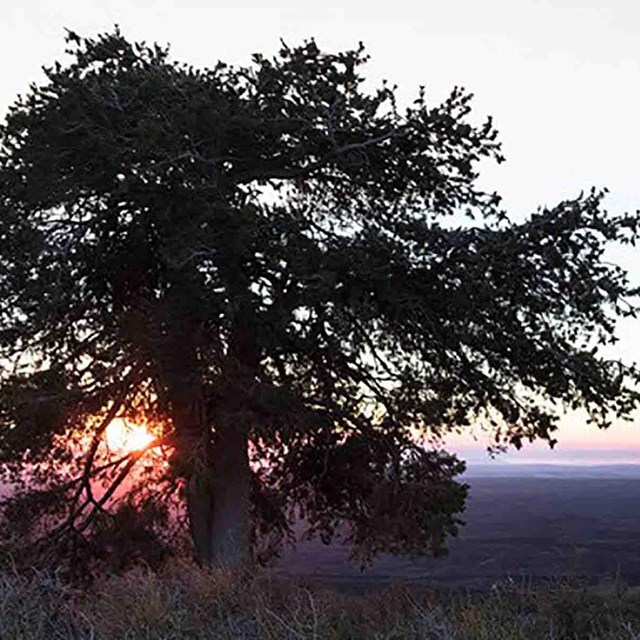 A large limber pine overlooks a broad plateau.