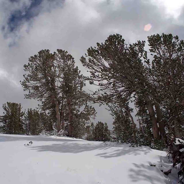 Whitebark pine are windswept on a snow-covered ridge.