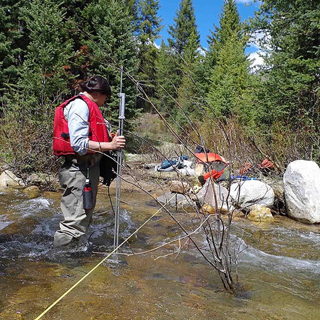 A researcher measures water flow in a stream.