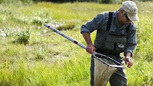 a researcher wades through water collecting bugs with a net