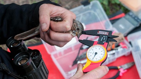 researcher holds a bird while measuring its beak