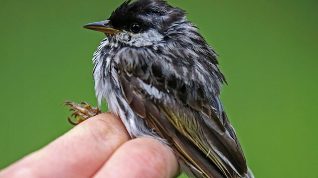 a hand holds a small bird